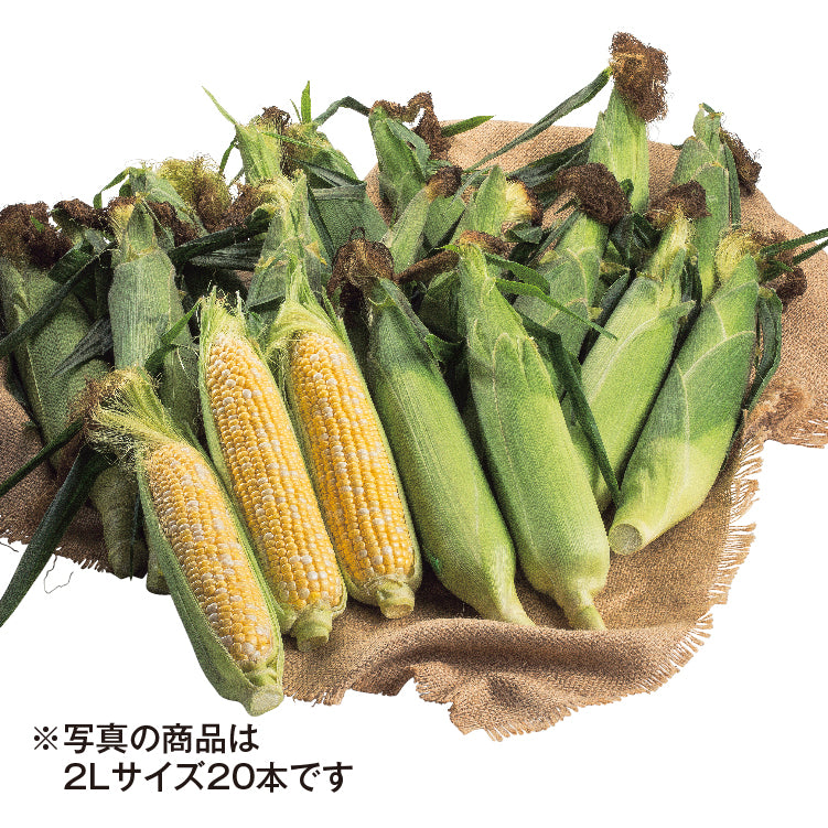 バイカラーコーン（2L／20本）