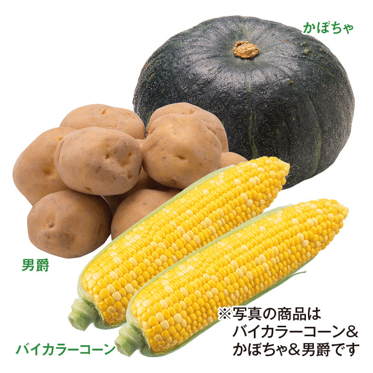 バイカラーコーン＆かぼちゃ＆男爵（2L／10本）