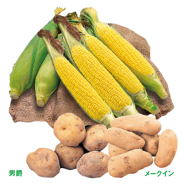 木下農場イエローコーン6本・北海道じゃがいもセット（L／6本）