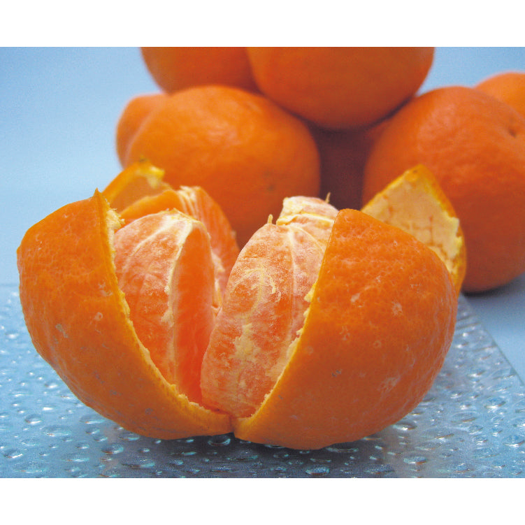 カラマンダリン