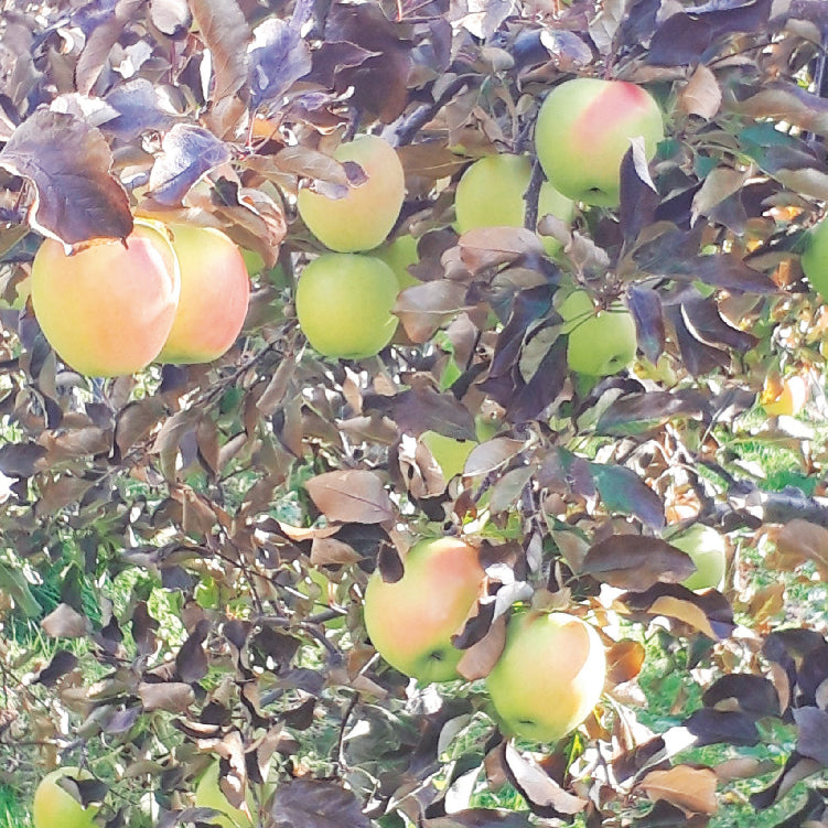 七飯町産 ななみつき林檎