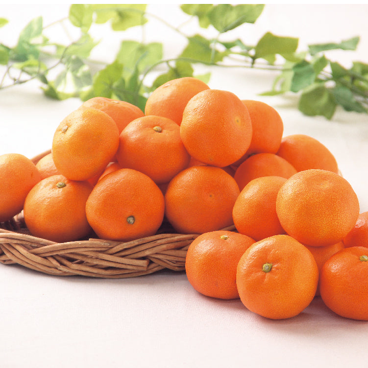 金時紅みかん 2kg