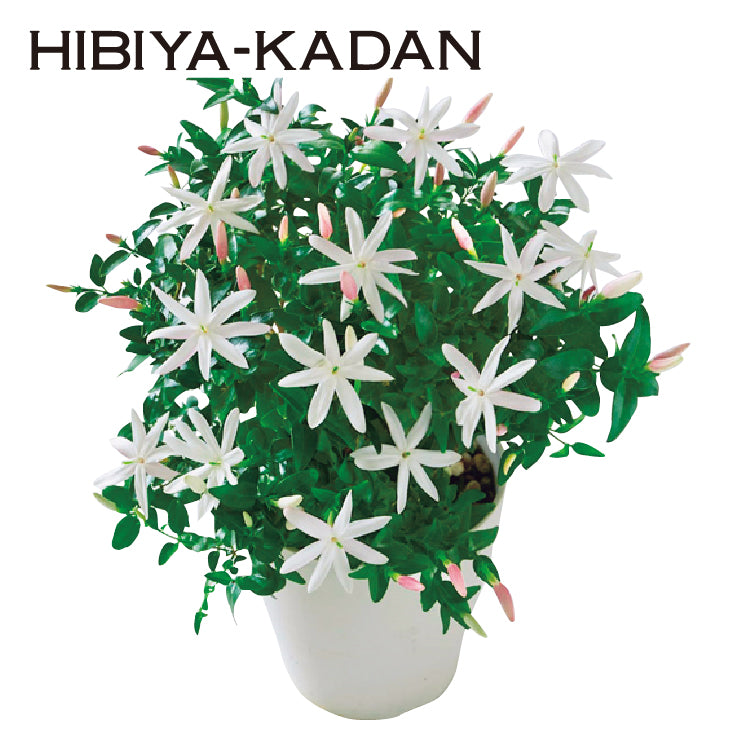 ワイルドスタージャスミン