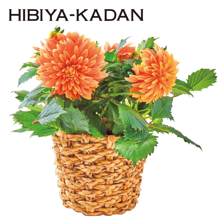 ダリア「ロザンナ」