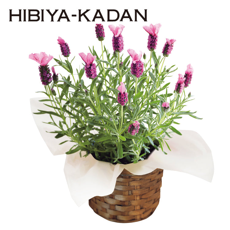 フレンチラベンダーピンク