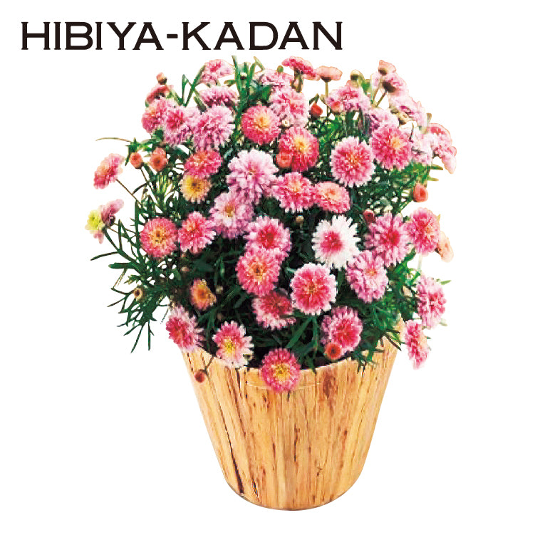 マーガレット「京都恋物語」