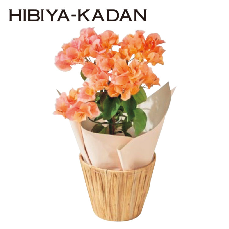 ブーゲンビリア「オレンジ」