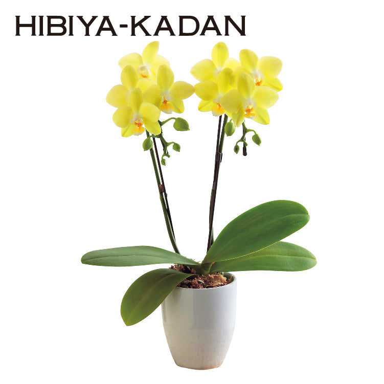 ミディ胡蝶蘭「イエロー」