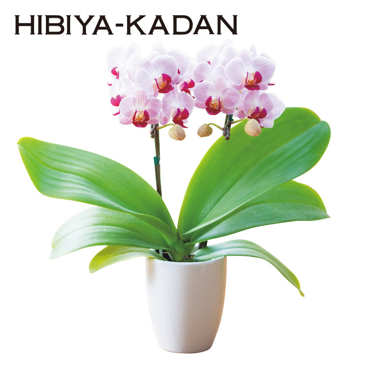 ミディ胡蝶蘭「リトルジェム」