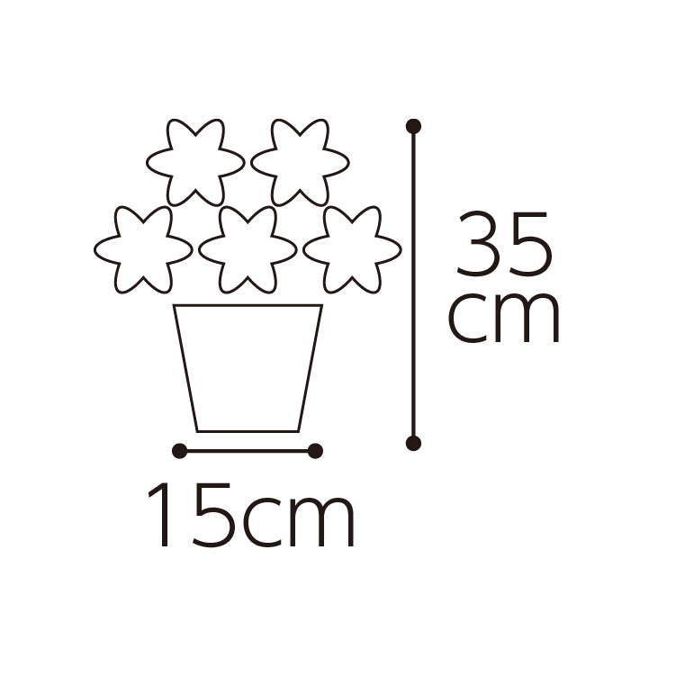 ミディ胡蝶蘭「リトルジェム」