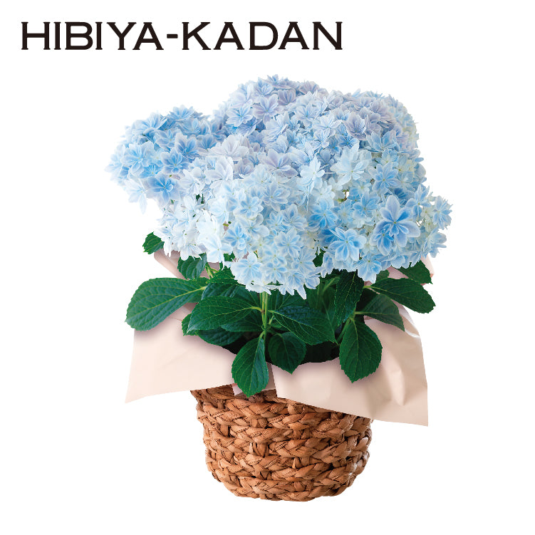 あじさい「万華鏡」