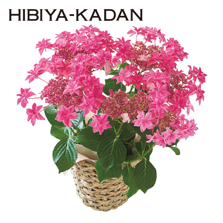 あじさい「桜花乱舞」