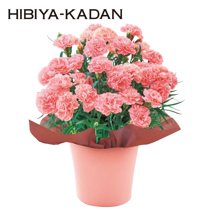 カーネーション「ノウル」と東京フラワーブーケ「リーフパイ」