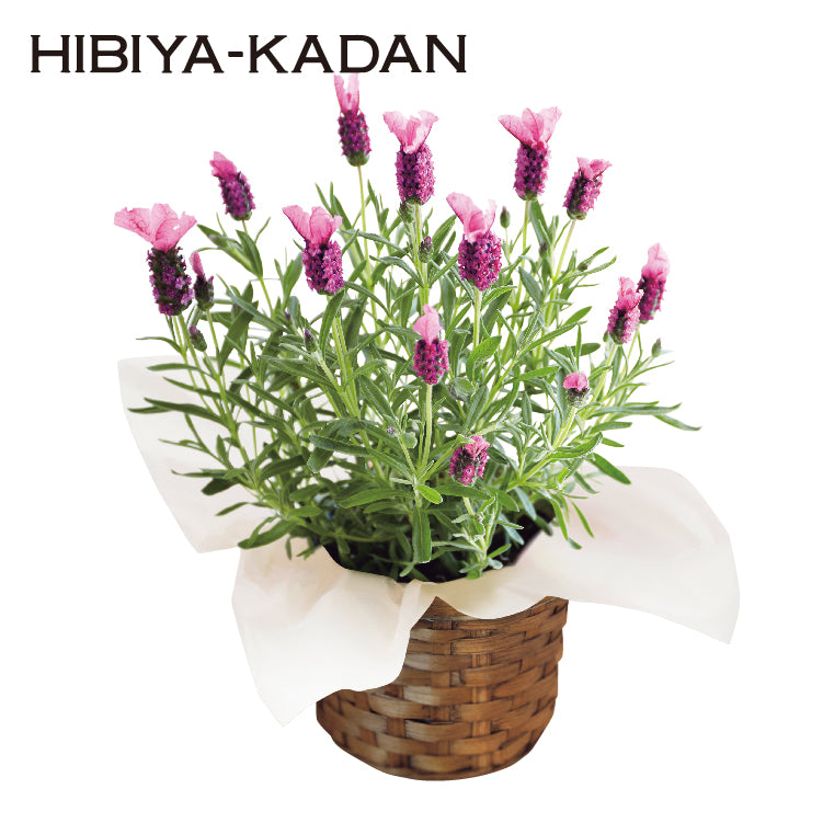 フレンチラベンダー(ピンク)と銀座トトキ監修「山形県産白桃のゼリー」